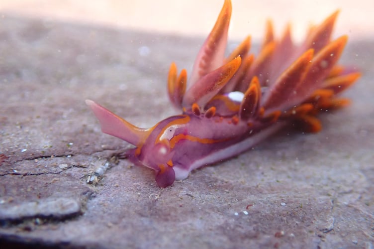 Hermaea variopicta  Ph: Jake Taylor-Bruce