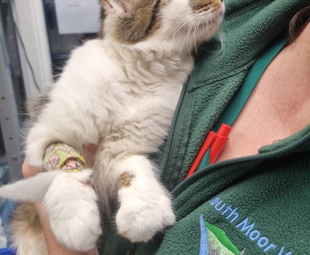 From Surgery to Sofa: Cat Neutering Explained