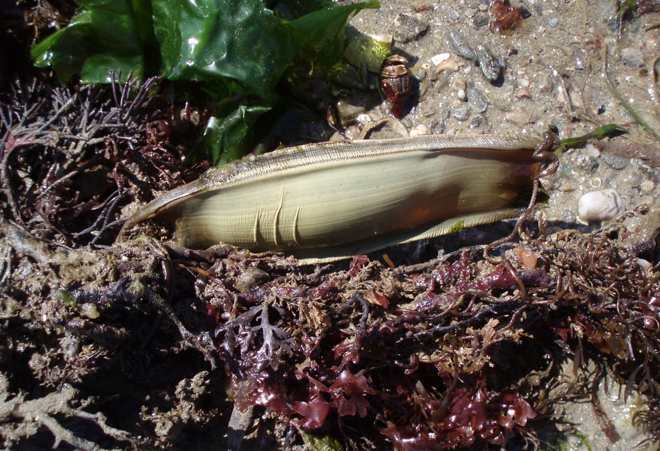 exploring rockpools' marine life
