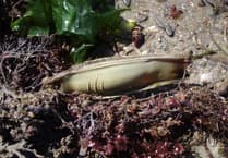 discover the wonders of rockpooling