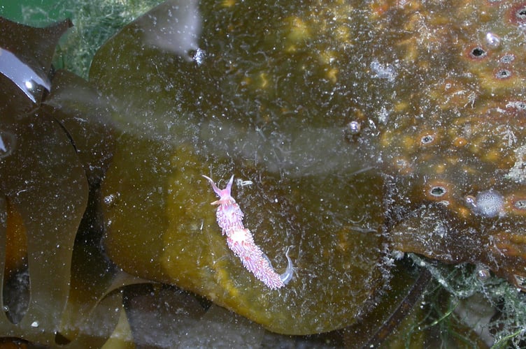 Tiny nudibranch feeding on 'hydroids' growing on the kelp seaweed frond - Nigel Mortimer