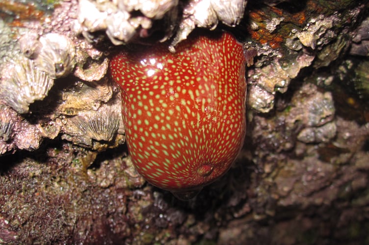 Strawberry anemone- Nigel Mortimer