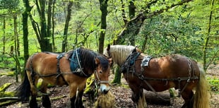 Dartmoor's dynamic landscapes festival: Moor Understanding coming soon