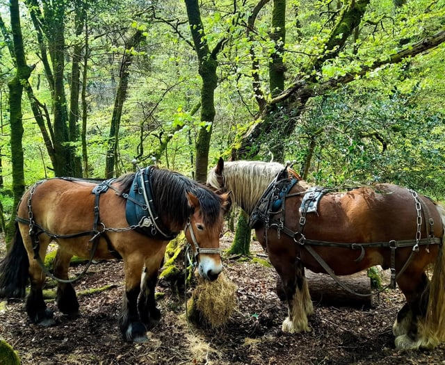 Dartmoor's dynamic landscapes festival: Moor Understanding coming soon