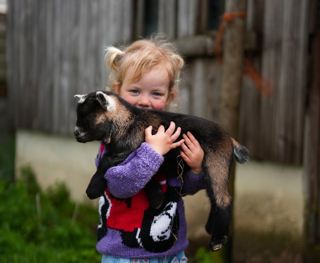 New pygmy goat ‘Pygnasium’ announced for Devon County Show