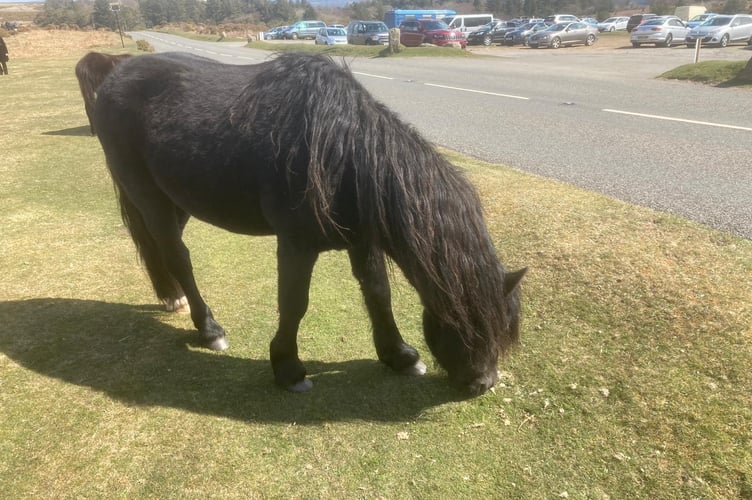 A Dartmoor Pony at Haytor Rocks in Dartmoor National Park with the busy car park in the background (Image Daniel Clark)