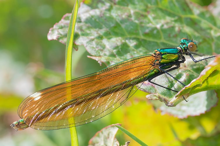 Beautiful Demoiselle - Calopteryx virgo - Geoff Foale