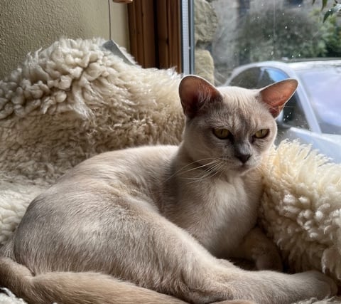 Tails from South Moor by Vet Freya Lawrence: Kitten battles cat Covid