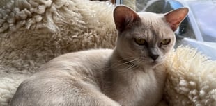 Tails from South Moor by Vet Freya Lawrence: Kitten battles cat Covid