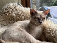 Tails from South Moor by Vet Freya Lawrence: Kitten battles cat Covid