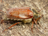 Nature Diary by Geoff Foale | Buzzing into moth season