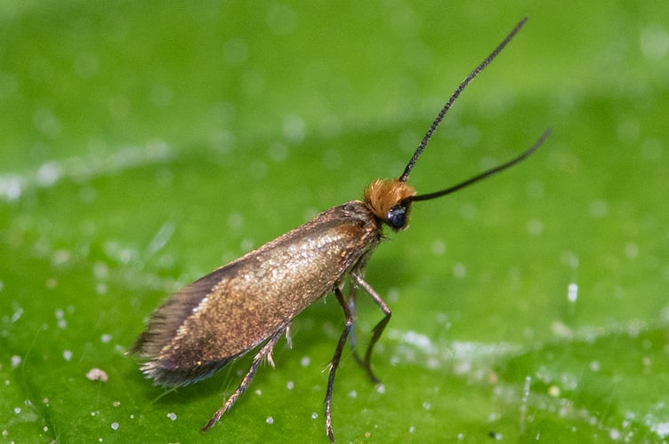 Micropterix calthella (Geoff Foale)