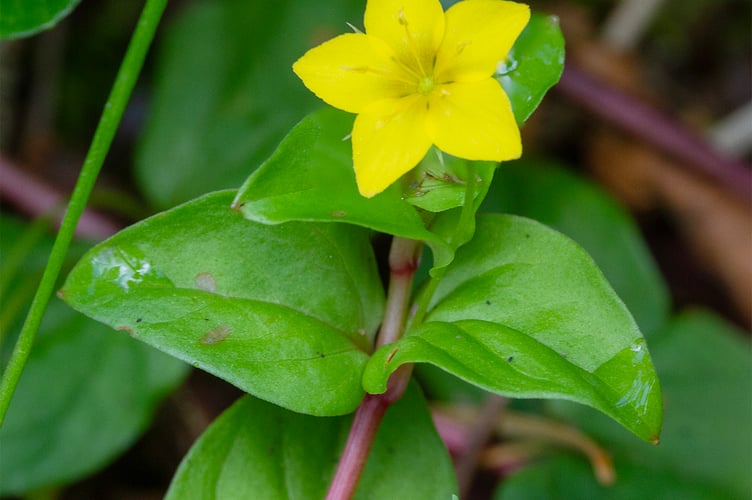 Probably Creeping Jenny not Yellow Pimpernel - Geoff Foale