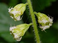 Nature Diary by Geoff Foale | Overlooked Countryside Beauty