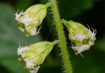 Discover the Hidden Beauty of Wildflowers