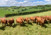 Devon Farm Looks to Future with New Breed