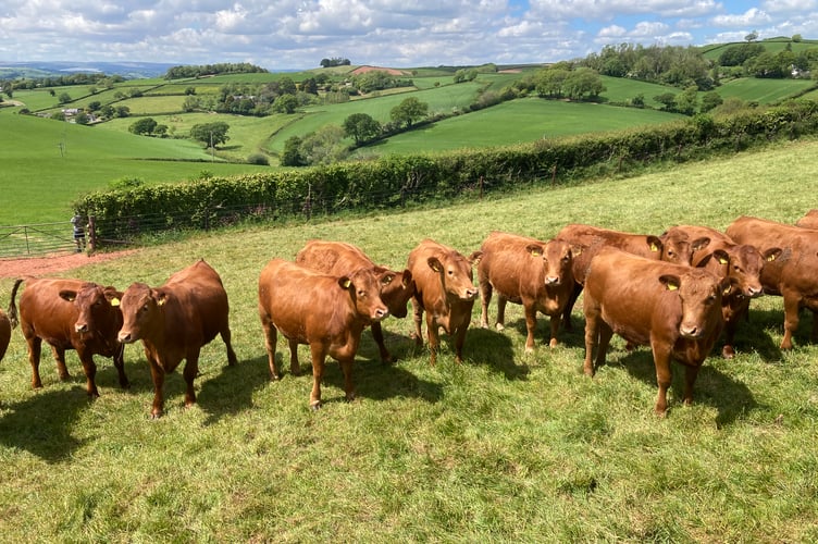 The herd of Stabilisers