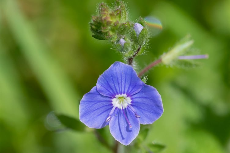 Germander Speedwell - Geoff Foale