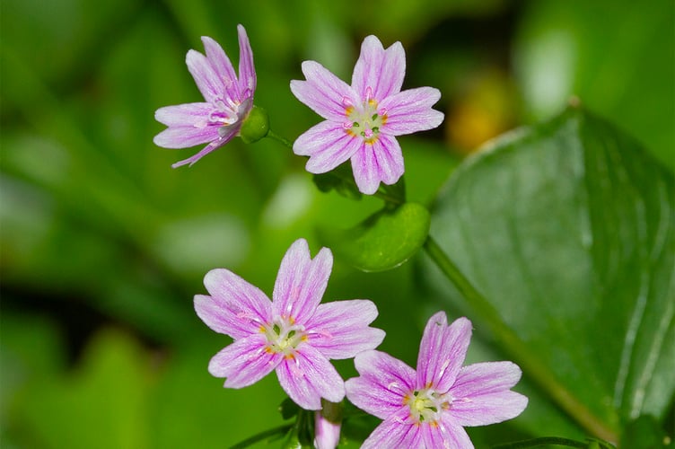 Pink Purslane - Geoff Foale