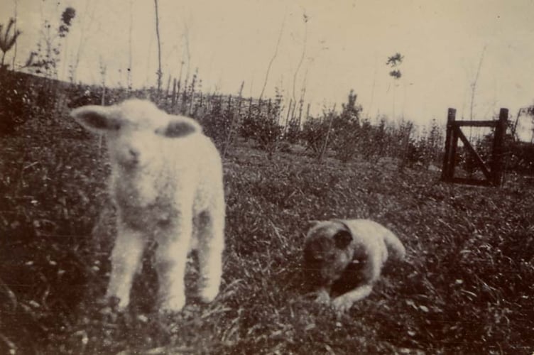 Churchstow. Lamb and puppy