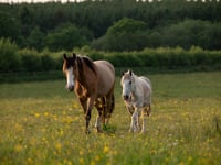Devon charity seeks volunteer drivers to support rescued horses