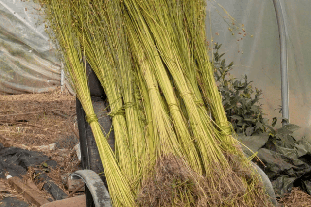 Devon Grows Flax project receives £116k grant 