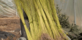 Devon Grows Flax project receives £116k grant 
