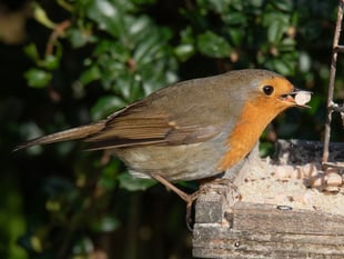 Nature Diary by Geoff Foale | Should we feed garden birds?