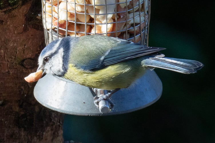 Blue Tit  using the peanut feeder.