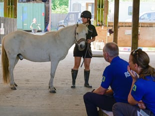 Equine welfare training unites animal charities
