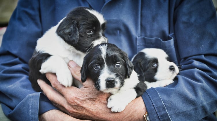 South Hams District Council have opened an online consultation on a proposed Animal Licensing Policy.