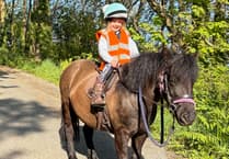 Meet Maui, the award-winning Dartmoor pony