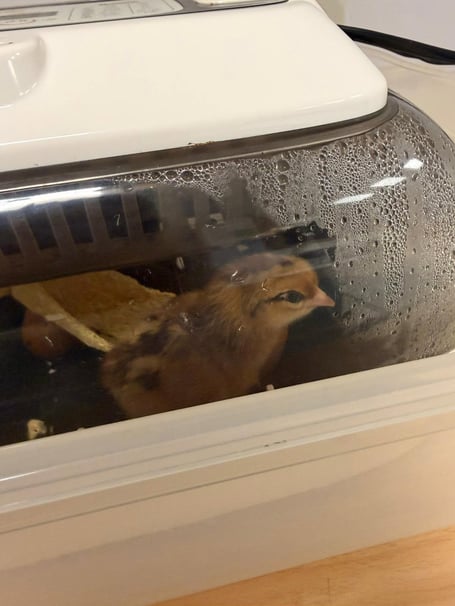 A young chick, hatched by pupils at Salcombe CE Primary School.