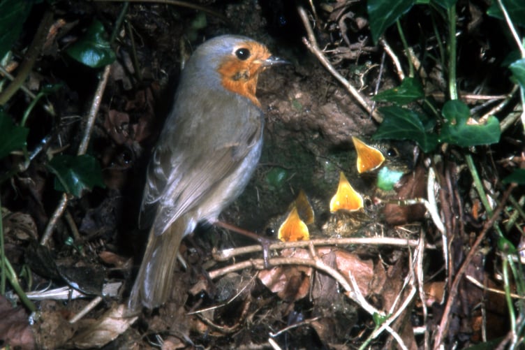 Robin nest