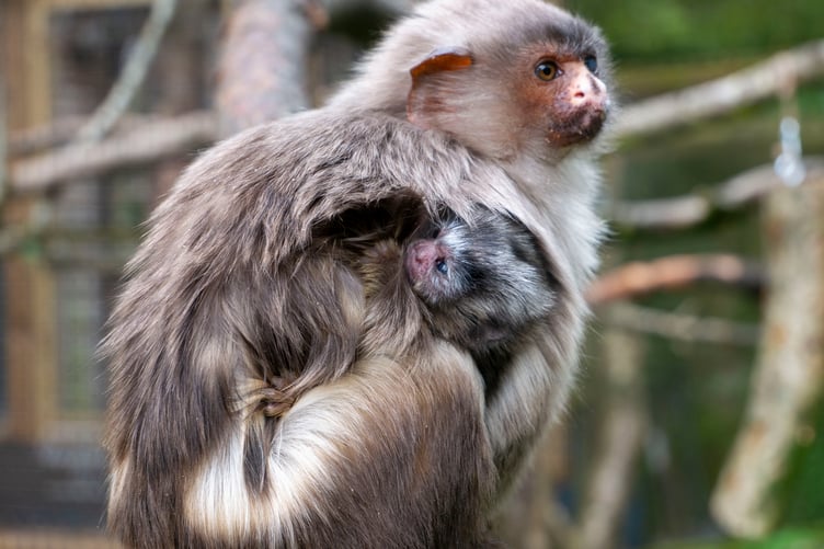 Dartmoor Zoo welcome new addition to the zoo