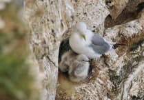 Discover Bempton Cliffs' Birdwatching Wonders