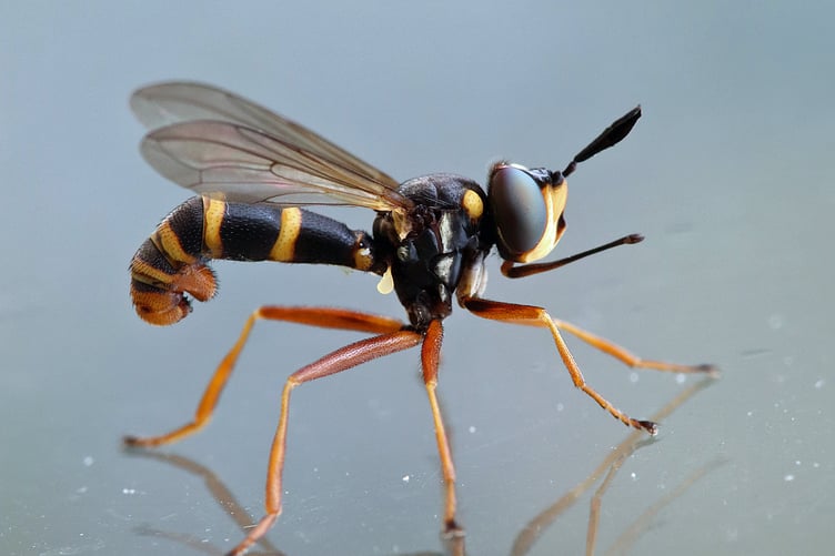 Four-Banded Bee-grabber by James Clark