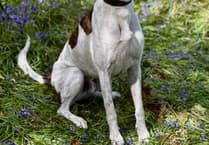 Help South Hams sanctuary rehome large dogs