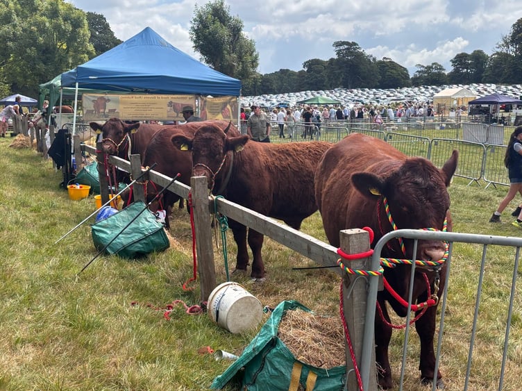 Yealmpton Show