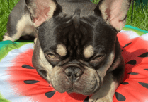 Vet solves Ernie's eye pain and heart murmur issues at South Moor