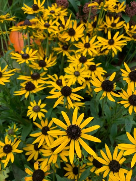 Rudbeckia fulgida 'Little Gold Star'