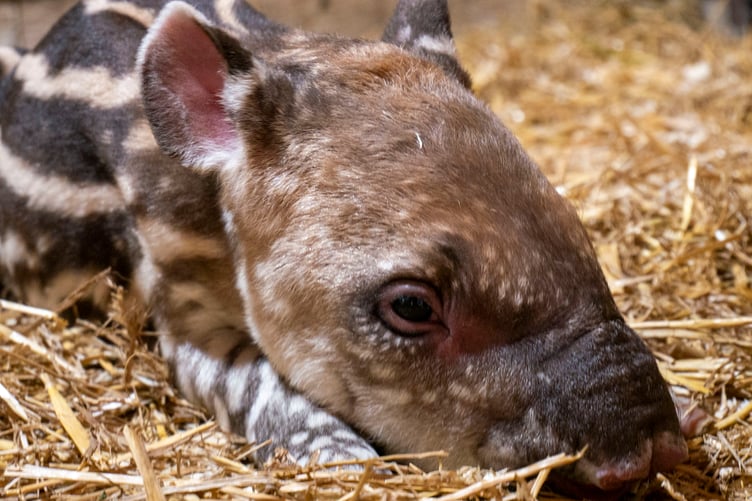 Dartmoor Zoo's newest resident