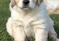 Golden retriever's close call with rat poison