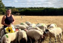 Bluetongue leaving farmers 'completely exhausted'