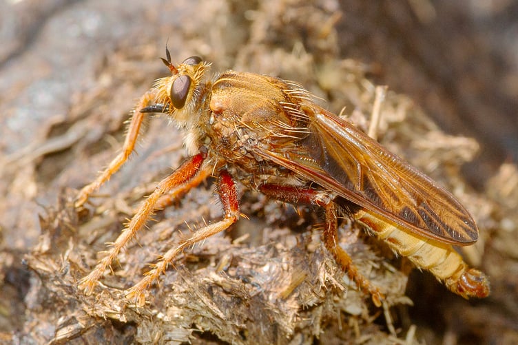 Hornet Robberfly - Asilus crabroniformis