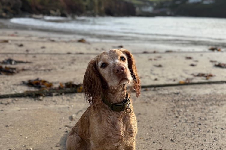 Hamish at the beach