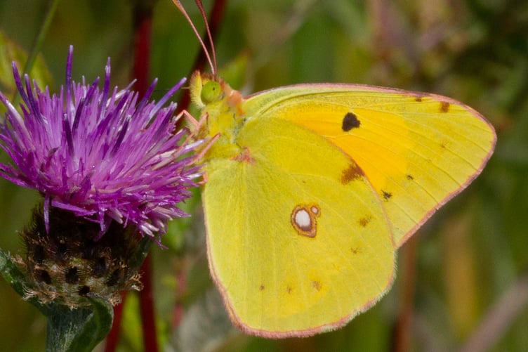 Clouded Yellow - Colias crocea 29-07-26
