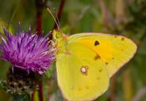 Hot and dry weather impacts UK wildlife