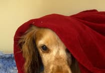 VIP dog Hamish's hidden dental woes uncovered