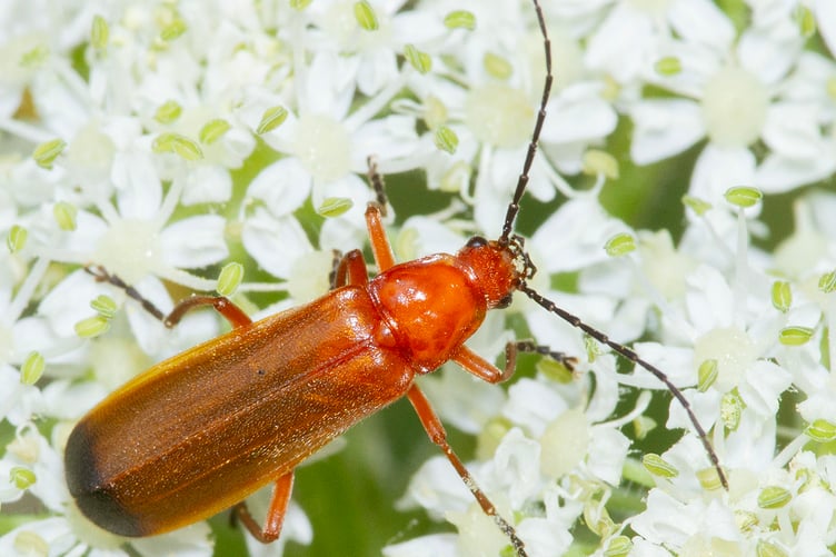 Common Red Soldier Beetle - Rhagonycha fulva